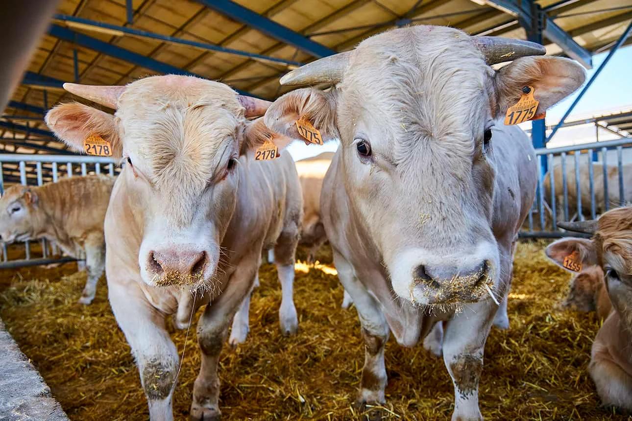 Koutsioftis farma cows